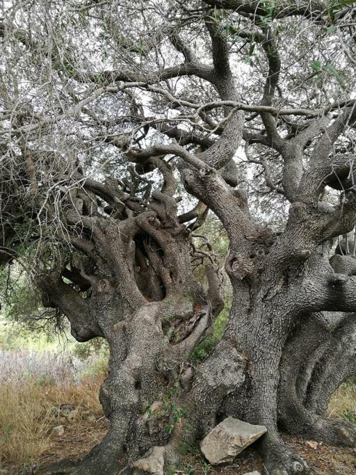 Appartamento L'Albero Magico Nella Campagna Gallurese Santa Teresa Gallura Exteriör bild
