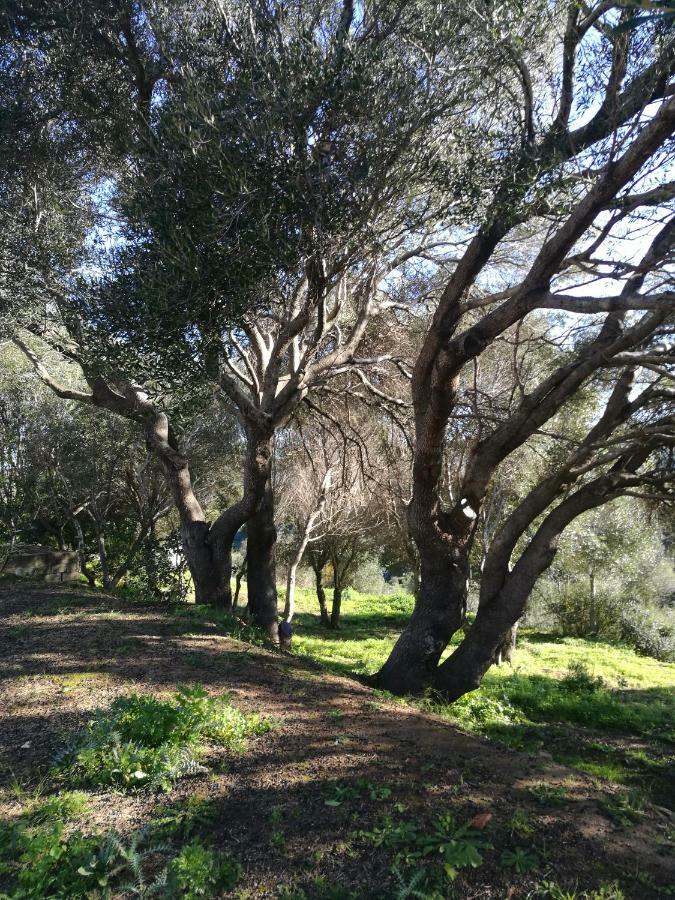 Appartamento L'Albero Magico Nella Campagna Gallurese Santa Teresa Gallura Exteriör bild